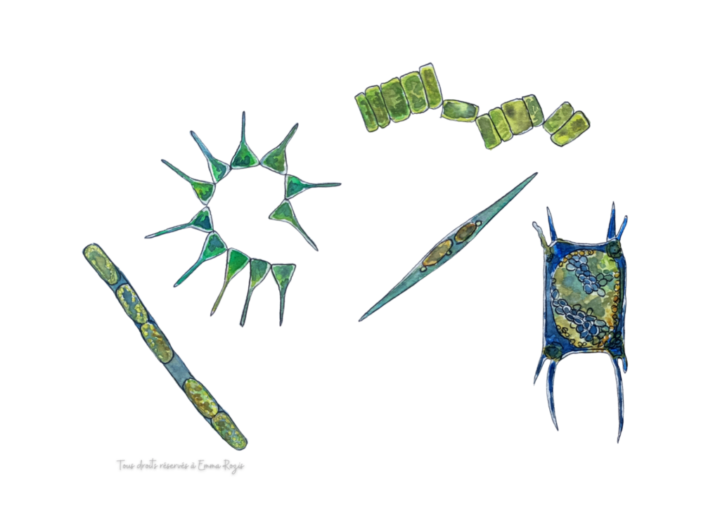 Diatomées, phytoplancton, dessin libre, aquarelle