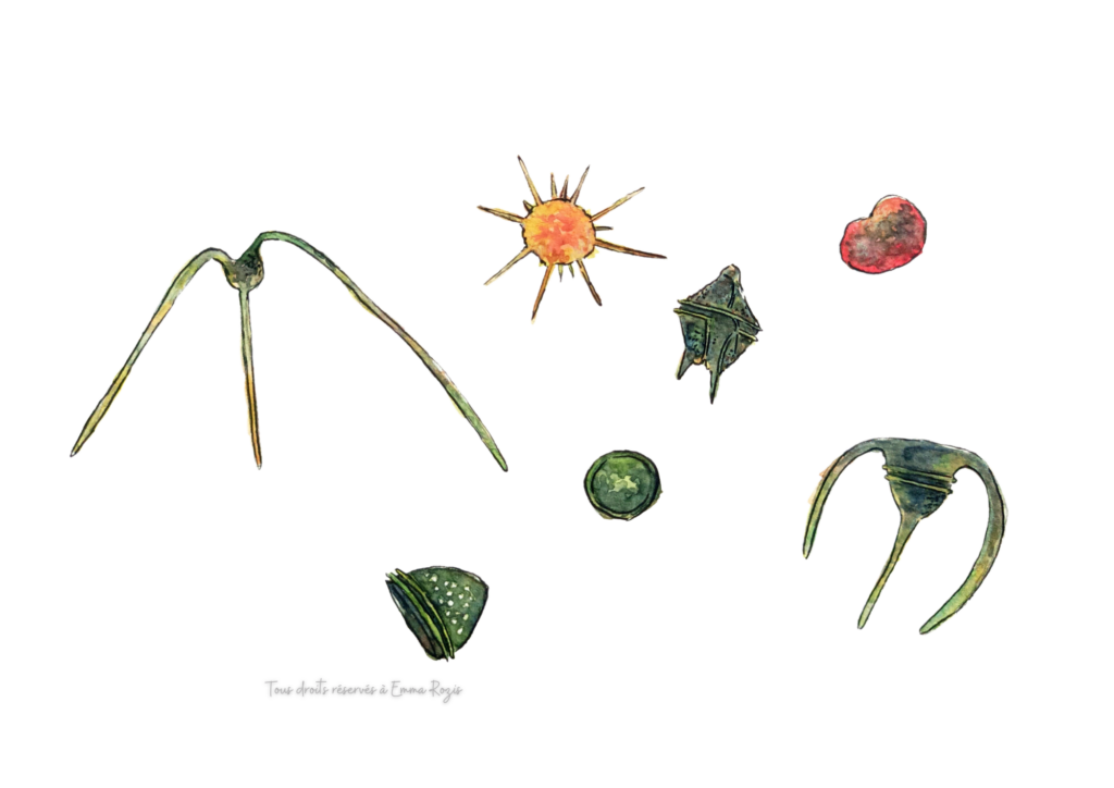 Dinoflagellés, phytoplancton, dessin libre, aquarelle