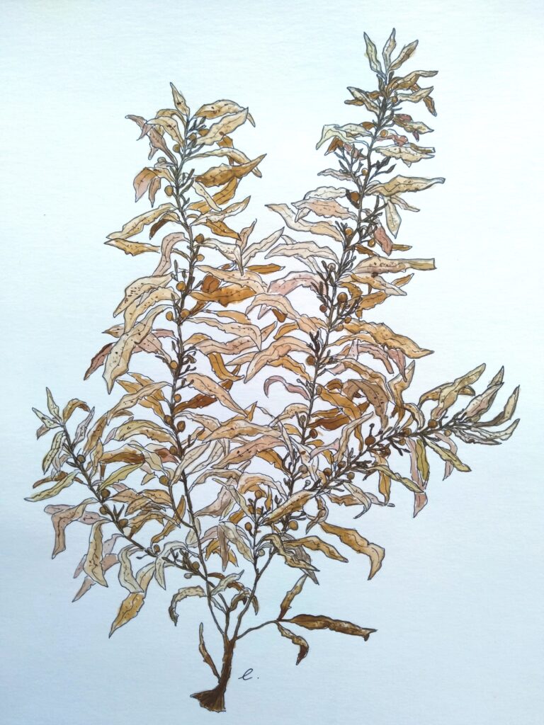 Sargassum vulgare couleur